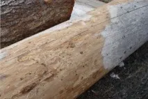 Де і чому з’являються, чим і як обприскувати. чому