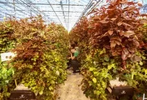 Які квіти вигідно вирощувати квіти