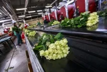 Які квіти вигідно вирощувати вирощувати