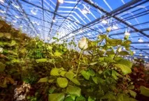 Які квіти вигідно вирощувати вирощувати