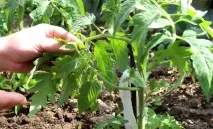Як пасинкувати помідори у відкритому грунті та теплиці грунті