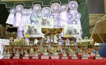 Як підготувати кішку для виставки кішку