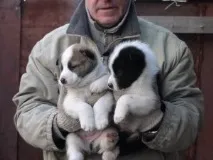 наші