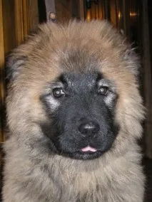 наші