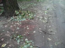 Як прибрати аварійне дерево чи чиновники проти людей - ЗОВ проти
