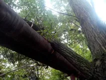 Як прибрати аварійне дерево чи чиновники проти людей - ЗОВ аварійне