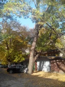 Як прибрати аварійне дерево чи чиновники проти людей - ЗОВ прибрати