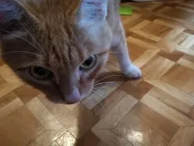 Як у нас у туалеті завівся барабашка Барабашки