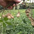 Олія () 6 букв - пошук слів за маскою та визначенням, відповіді на сканворди визначенням