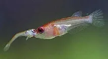 Мальки півня, розвиток, Територія Betta Splendens територія