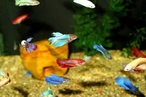 Мальки півня, розвиток, Територія Betta Splendens півня