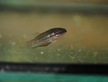 Мальки півня, розвиток, Територія Betta Splendens betta