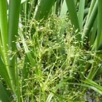 Очерет укорінюється - Scirpus radicans очерет