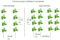 Полуниця Кардинал опис сорту, відгуки садівників, терміни та правила посадки, підживлення, полив, полуниця