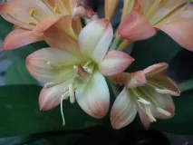 Клівія фото та види, вирощування та догляд у домашніх умовах види