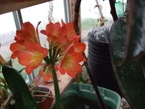 Клівія фото та види, вирощування та догляд у домашніх умовах фото
