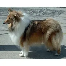 Коллі (Collie) собака порода