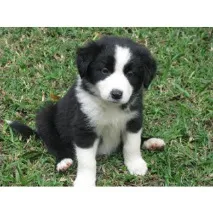Коллі (Collie) собака собака