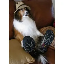Коллі (Collie) собака собака