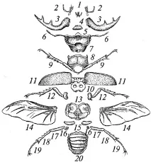 Клас відкритощелепні комахи (insecta-ectognatha) комахи