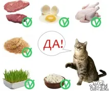Корм для котів Анімонда опис, відгуки, плюси та мінуси корм