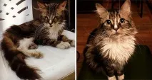 Котячі щасливці до та після порятунку людьми котячі