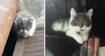 Котячі щасливці до та після порятунку людьми котячі