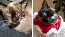 Котячі щасливці до та після порятунку людьми котячі