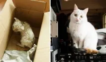 Котячі щасливці до та після порятунку людьми після