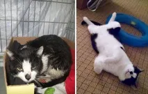 Котячі щасливці до та після порятунку людьми котячі
