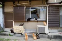 Котячий острів - Домашній улюбленець котячий