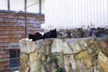 Котячий острів - Домашній улюбленець домашній