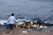 Котячий острів - Домашній улюбленець острів