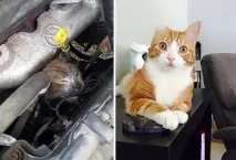 Котячі щасливці до та після порятунку людьми щасливці