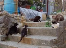 Котячий острів - Домашній улюбленець домашній
