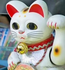 Котячий острів - Домашній улюбленець котячий