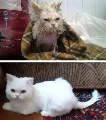 Котячі щасливці до та після порятунку людьми щасливці