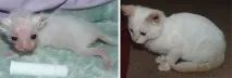 Котячі щасливці до та після порятунку людьми котячі