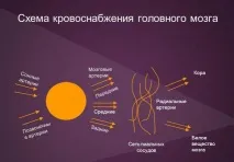 Кровопостачання головного мозку мозку