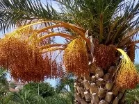 Кувейт – одна з найурбанізованіших країн світу одна