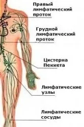 Лімфа та її чищення чищення