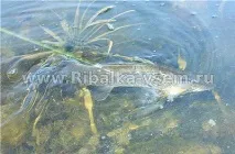 Лов щуки на живця з берега берега