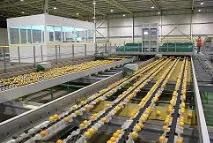 Лінії сортування фруктів та овочів фруктів