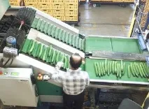 Лінії сортування фруктів та овочів овочів