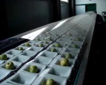 Лінії сортування фруктів та овочів овочів