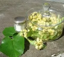 Липовий колір корисні властивості та шкода шкода
