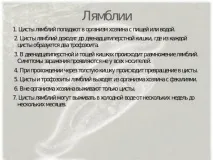 Лямбліоз у дорослих симптоми та лікування лямбліоз