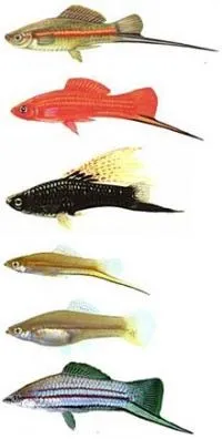 Меченосці (Xiphophorus helleri) - Aquarium Discovery aquarium