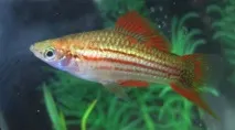 Меченосці (Xiphophorus helleri) - Aquarium Discovery меченосці