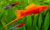 Меченосці (Xiphophorus helleri) - Aquarium Discovery мечоносців